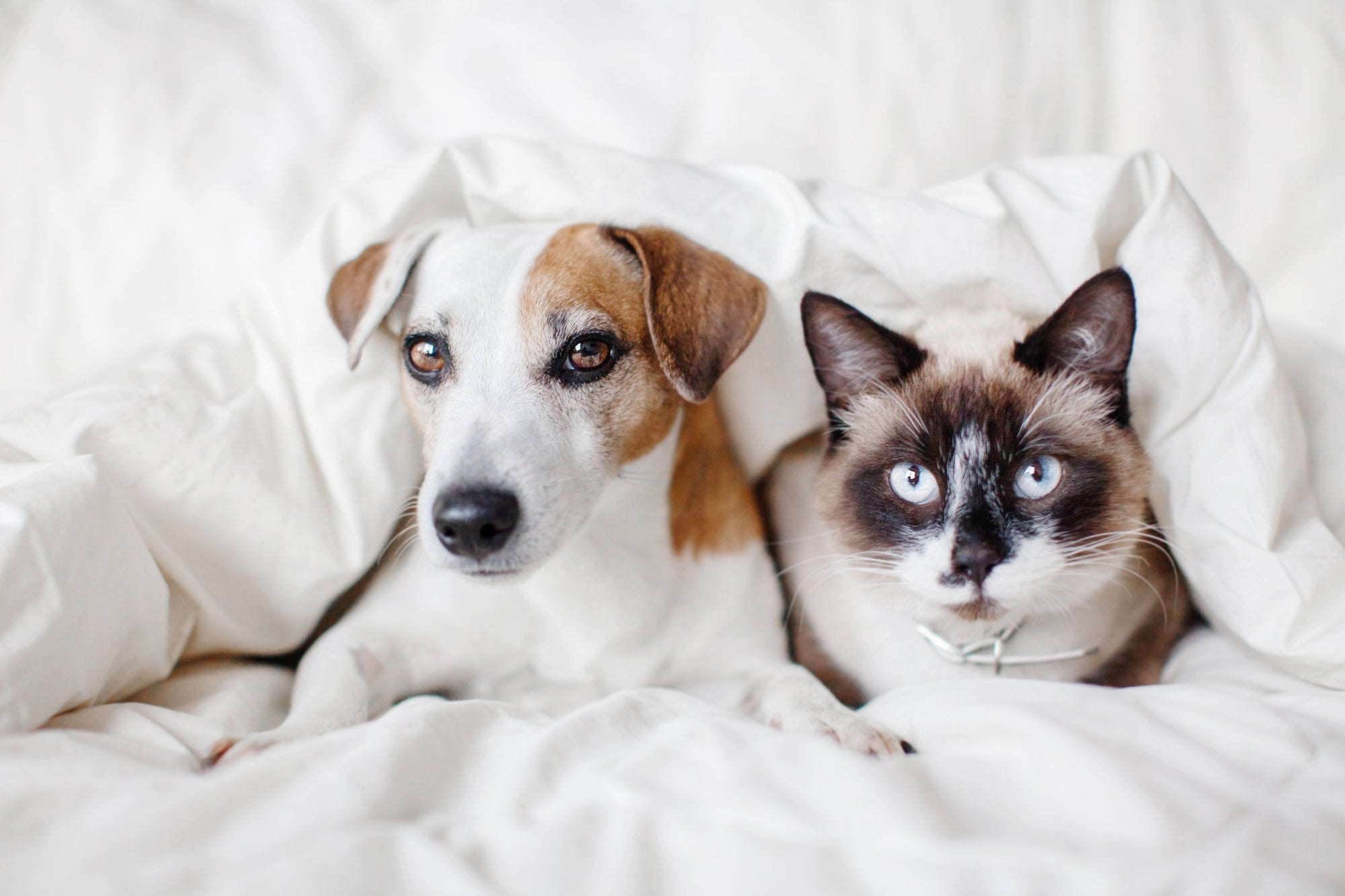 How Weighted Blankets Can Help Your Pets