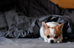 Weighted blanket outlet for dogs